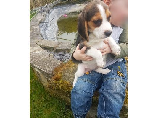 Πανέμορφα κουτάβια Beagle.
